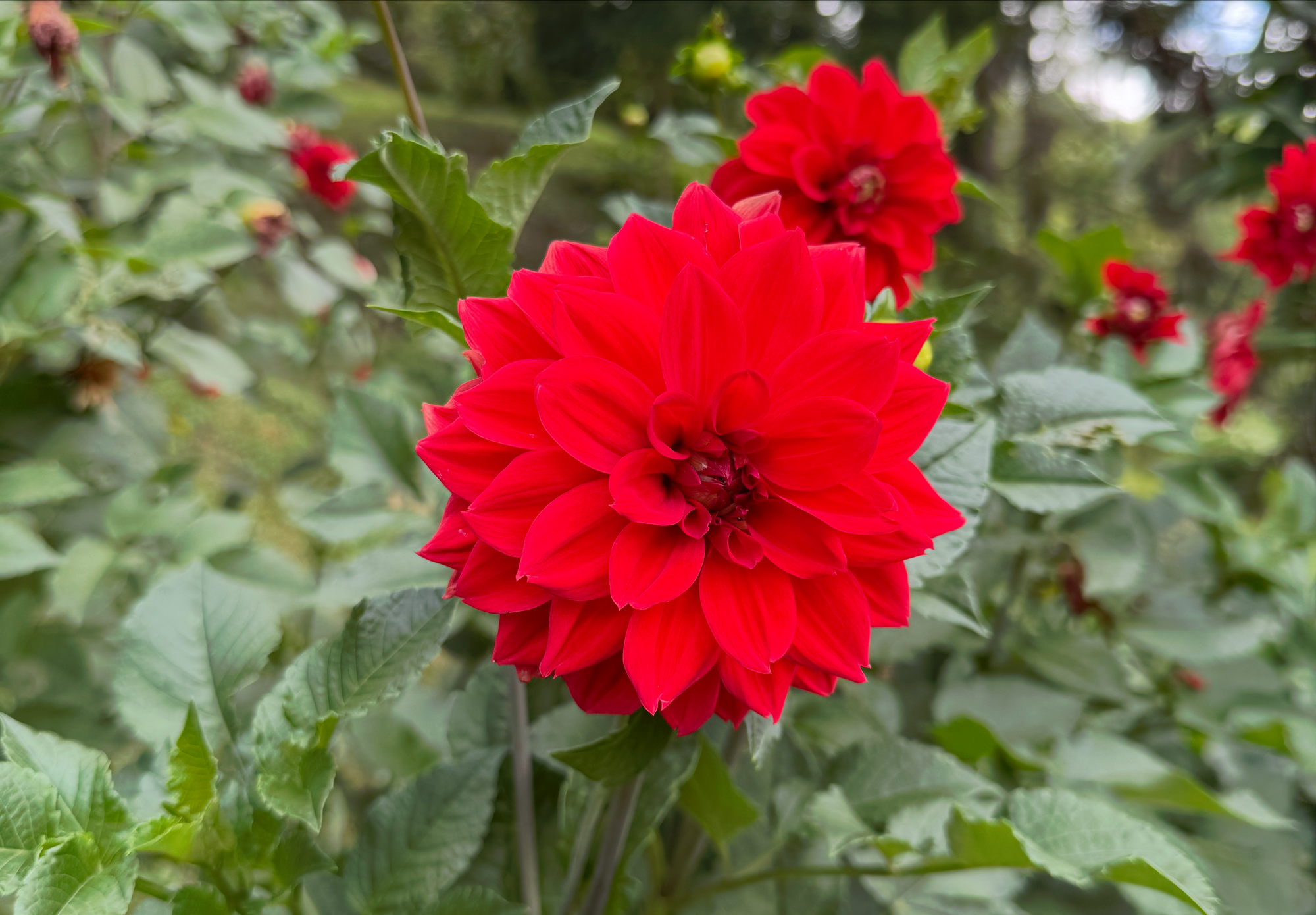 A bright red Dahlia flower stands before many green leaves in an open field.