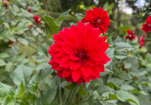 A bright red Dahlia flower stands before many green leaves in an open field.